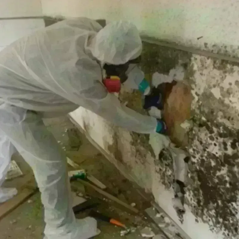 Mold Remediation and Removal in Middleton, WI